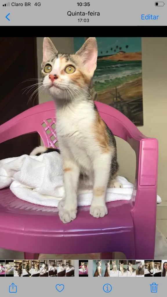 Gato raça  idade 2 a 6 meses nome Princesa