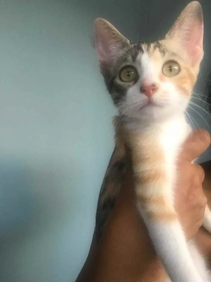 Gato raça  idade 2 a 6 meses nome Princesa