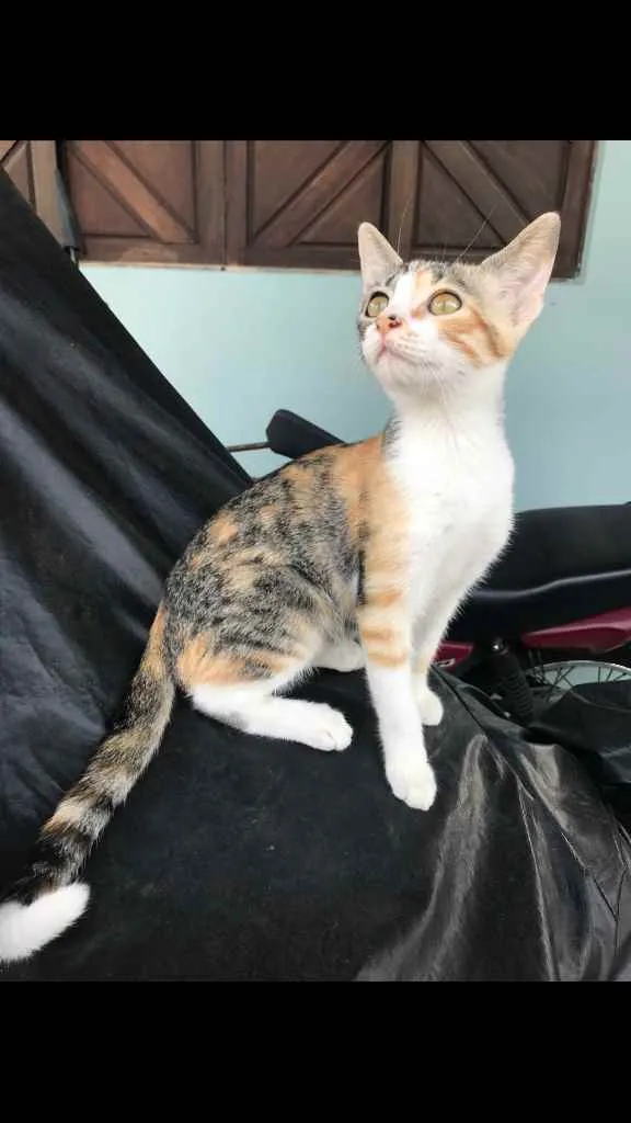 Gato raça  idade 2 a 6 meses nome Princesa