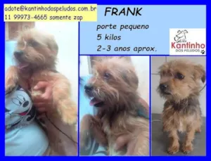 Cachorro raça SRD  idade 2 anos nome Frank