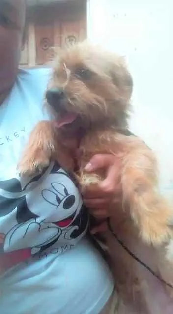 Cachorro raça SRD  idade 2 anos nome Frank