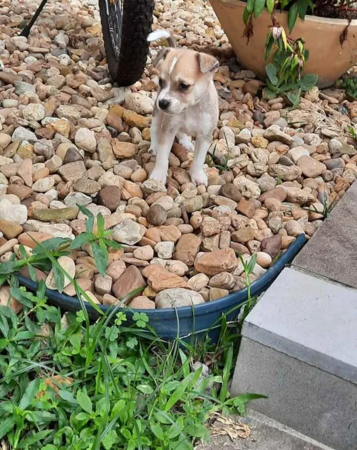 Cachorro ra a Vira-lata  idade Abaixo de 2 meses nome Pingo
