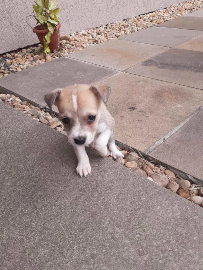 Cachorro ra a Vira-lata  idade Abaixo de 2 meses nome Pingo