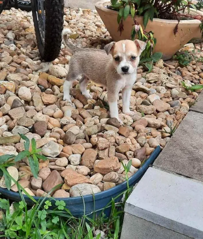 Cachorro ra a Vira-lata  idade Abaixo de 2 meses nome Pingo