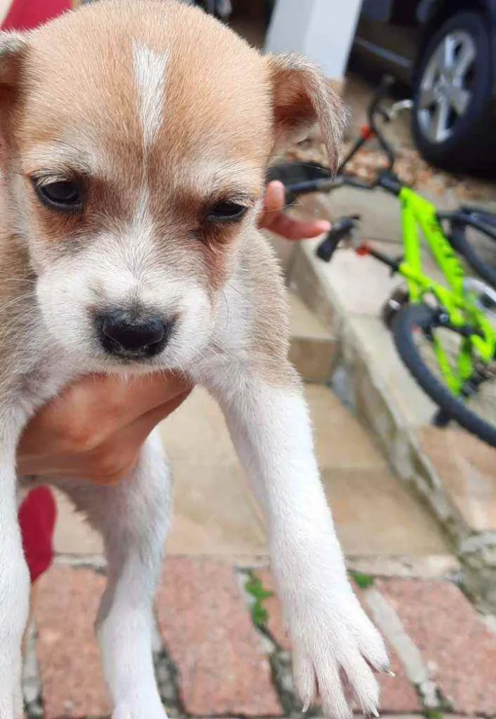 Cachorro ra a Vira-lata  idade Abaixo de 2 meses nome Pingo