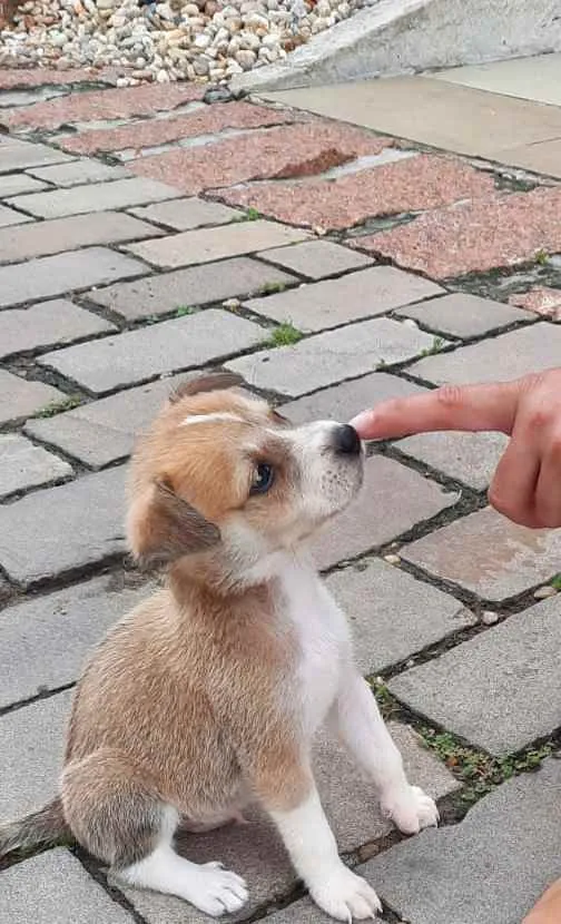 Cachorro ra a Vira-lata  idade Abaixo de 2 meses nome Pingo