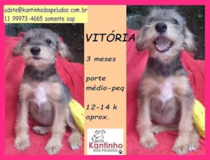 Cachorro raça SRD  idade 2 a 6 meses nome Vitória 