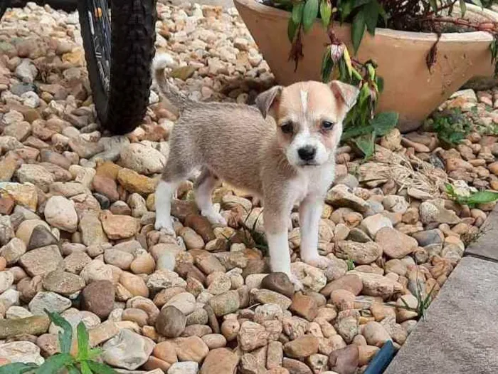 Cachorro ra a Vira-lata  idade Abaixo de 2 meses nome Pingo