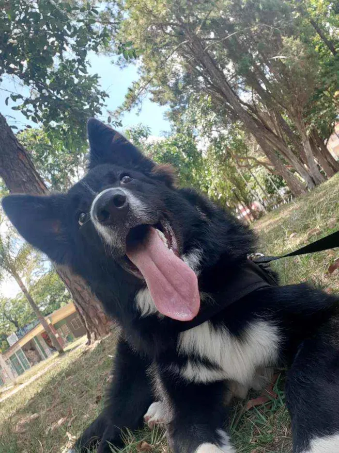 Cachorro ra a Border Collie  idade 7 a 11 meses nome Luke