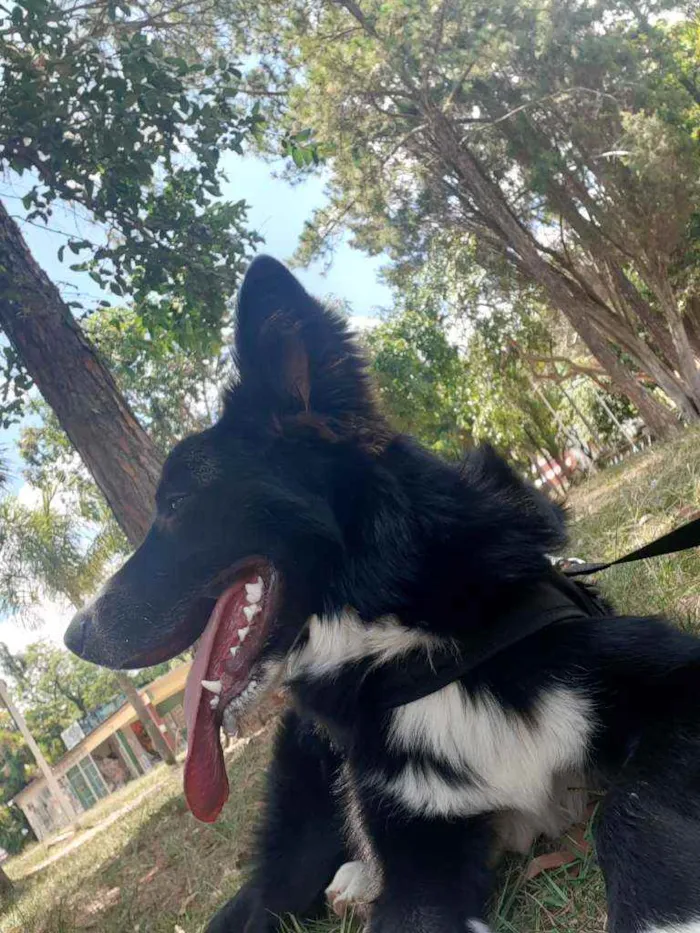 Cachorro ra a Border Collie  idade 7 a 11 meses nome Luke