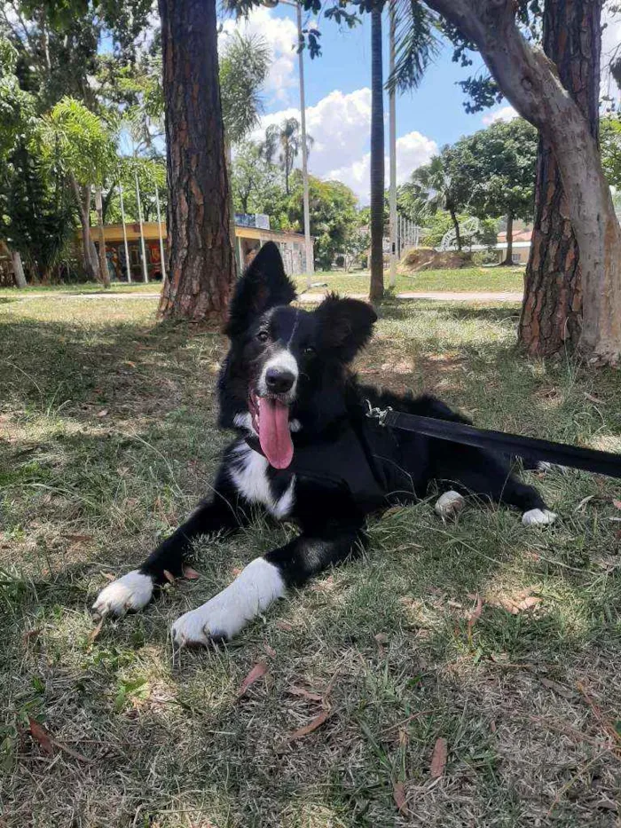 Cachorro ra a Border Collie  idade 7 a 11 meses nome Luke