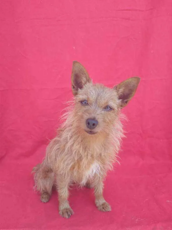 Cachorro ra a SRD idade 4 anos nome Bibi