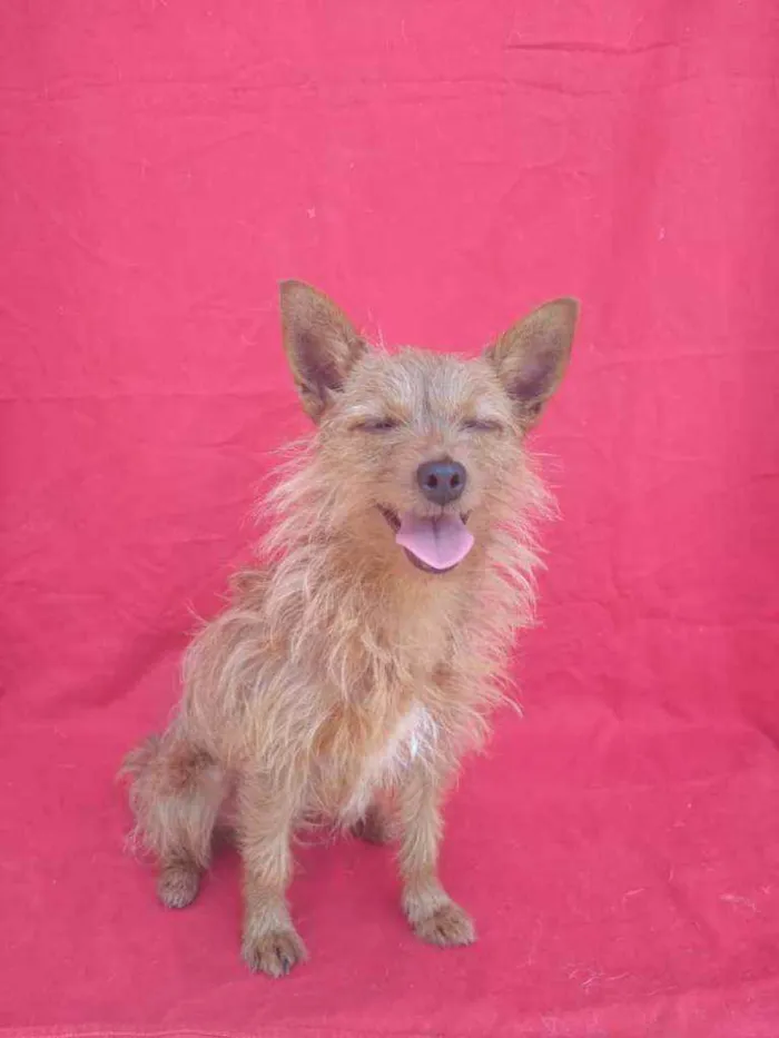Cachorro ra a SRD idade 4 anos nome Bibi