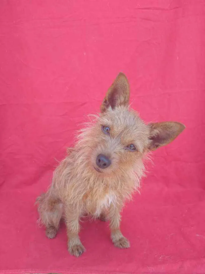 Cachorro ra a SRD idade 4 anos nome Bibi