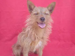 Cachorro raça SRD idade 4 anos nome Bibi