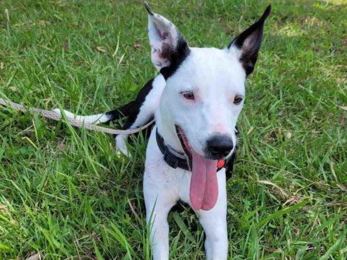 Cachorro raça SRD  idade 1 ano nome Brisa 