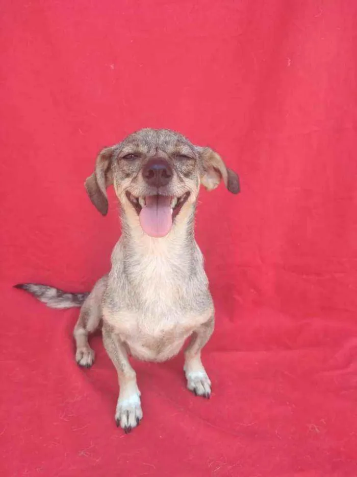 Cachorro ra a SRD idade 3 anos nome Polar