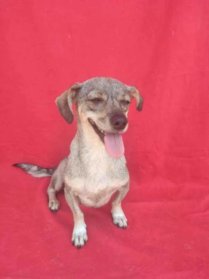 Cachorro ra a SRD idade 3 anos nome Polar