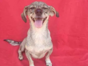 Cachorro raça SRD idade 3 anos nome Polar