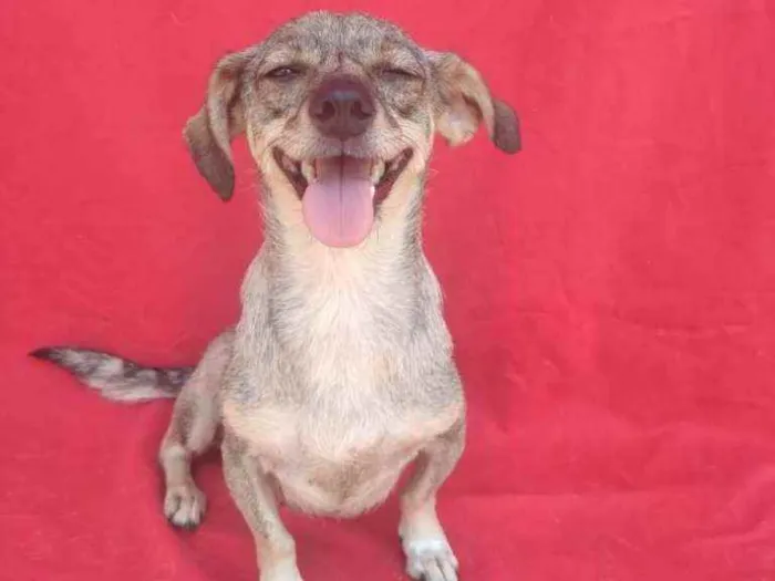 Cachorro ra a SRD idade 3 anos nome Polar