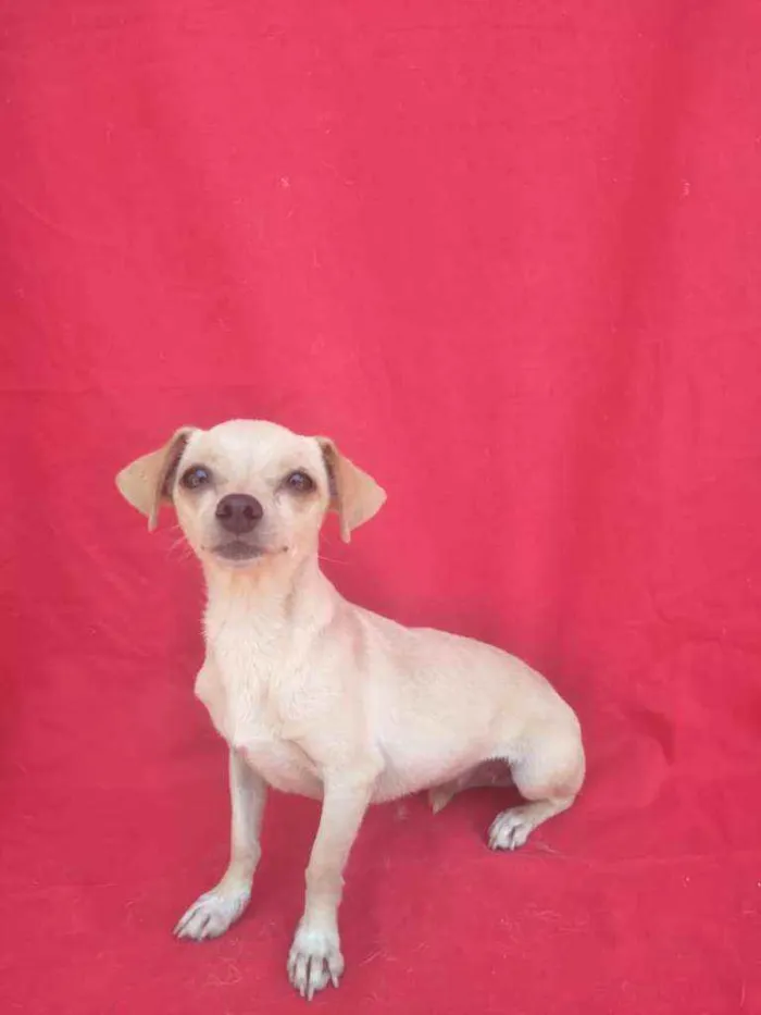 Cachorro ra a SRD idade 3 anos nome Branca