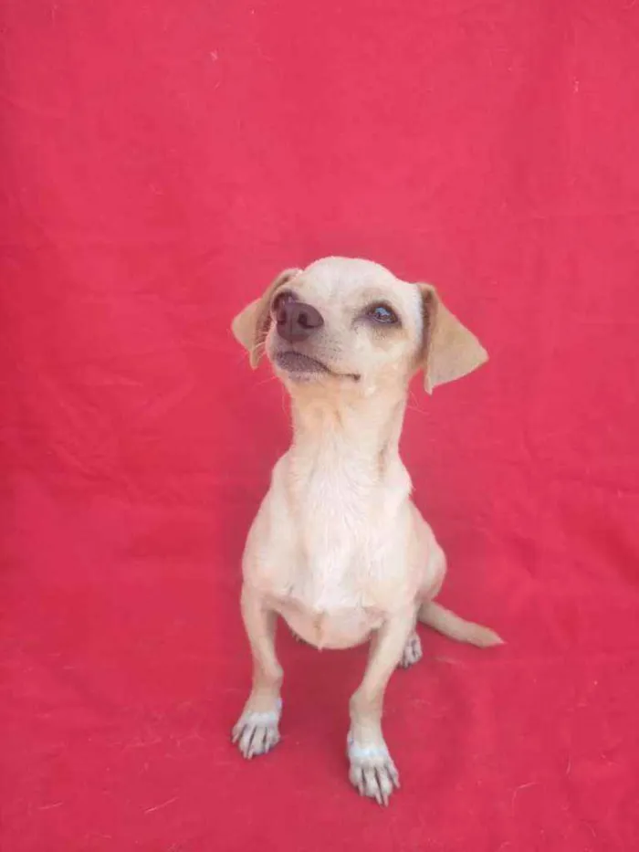Cachorro ra a SRD idade 3 anos nome Branca