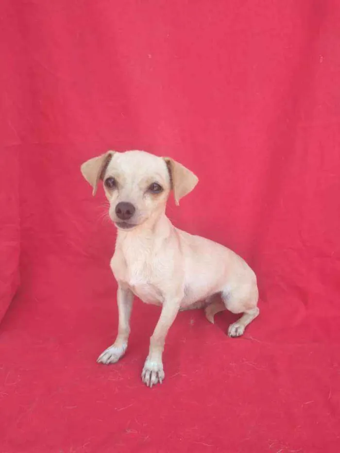 Cachorro ra a SRD idade 3 anos nome Branca