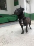 Cachorro raça SRD idade 2 anos nome Ameixa 