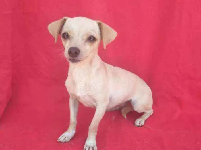 Cachorro ra a SRD idade 3 anos nome Branca