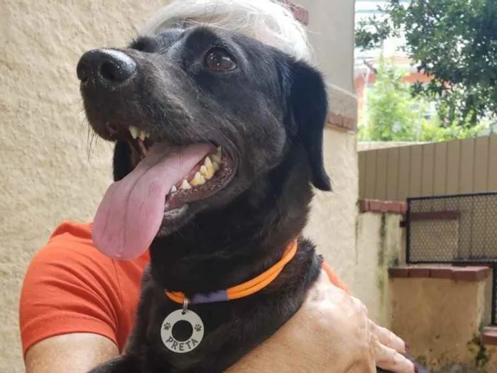 Cachorro raça SRD idade 2 anos nome Ameixa 