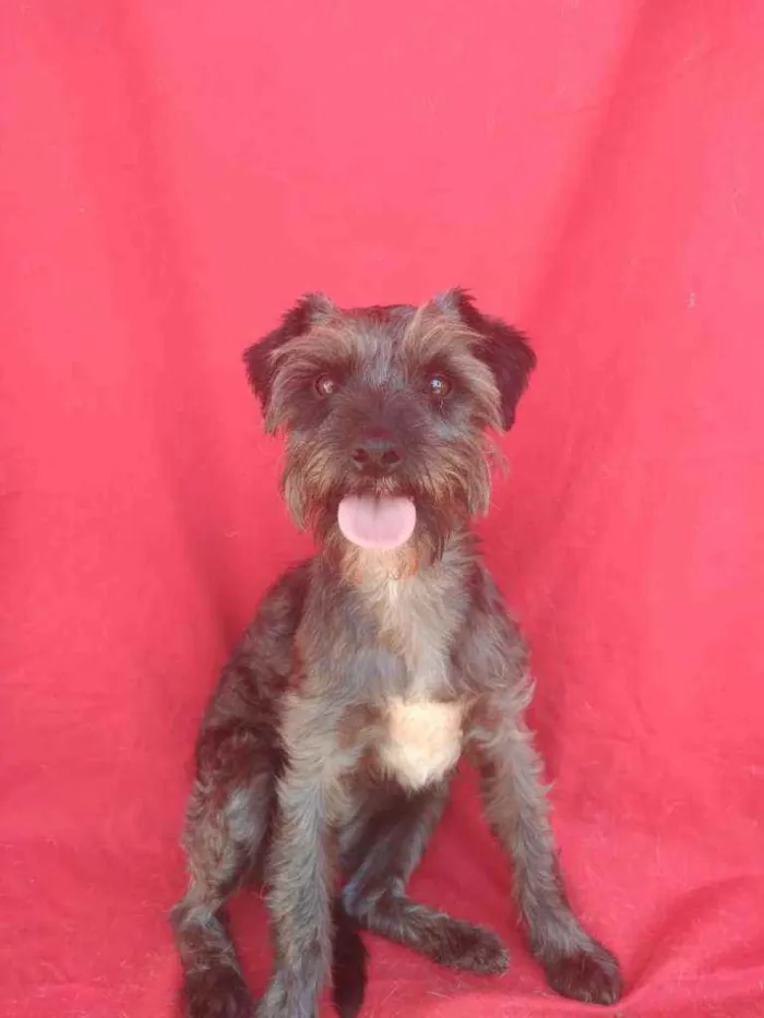 Cachorro ra a SRD idade 2 anos nome Lavínia