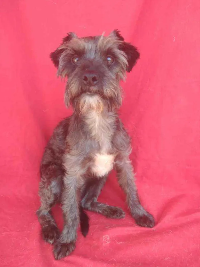 Cachorro ra a SRD idade 2 anos nome Lavínia