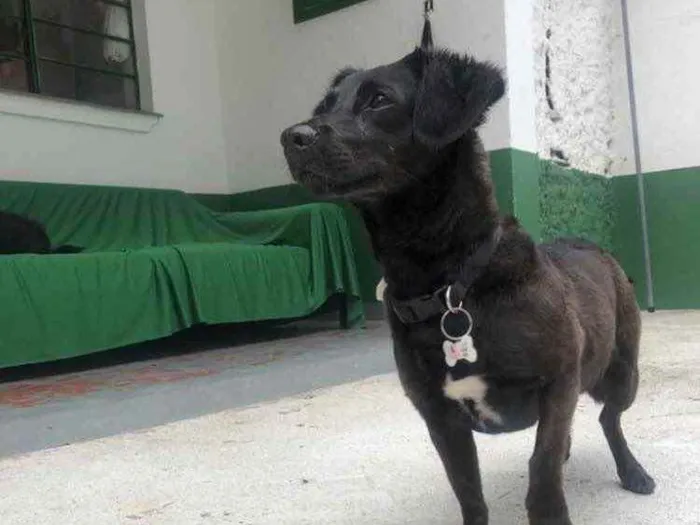 Cachorro raça SRD idade 2 anos nome Ameixa 