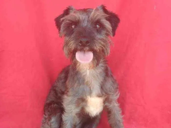 Cachorro ra a SRD idade 2 anos nome Lavínia