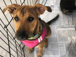 Cachorro raça SRD idade 2 a 6 meses nome Ravena 