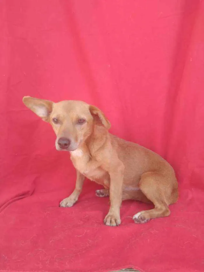 Cachorro ra a SRD idade 3 anos nome Mumu