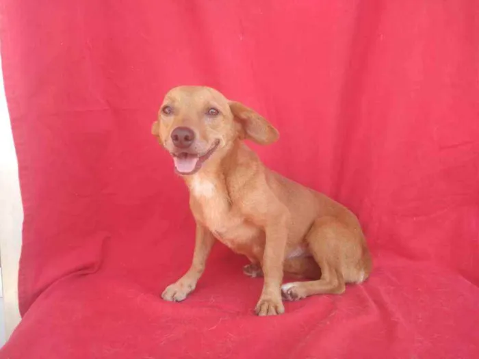 Cachorro ra a SRD idade 3 anos nome Mumu