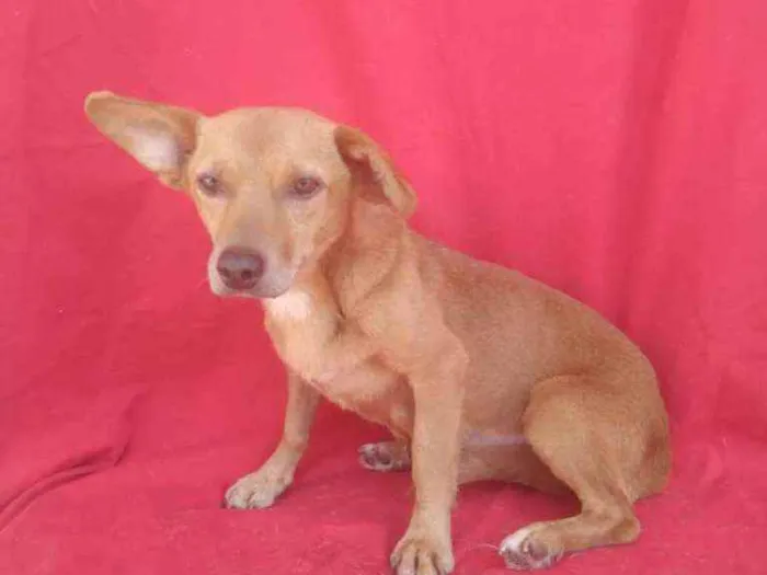Cachorro ra a SRD idade 3 anos nome Mumu