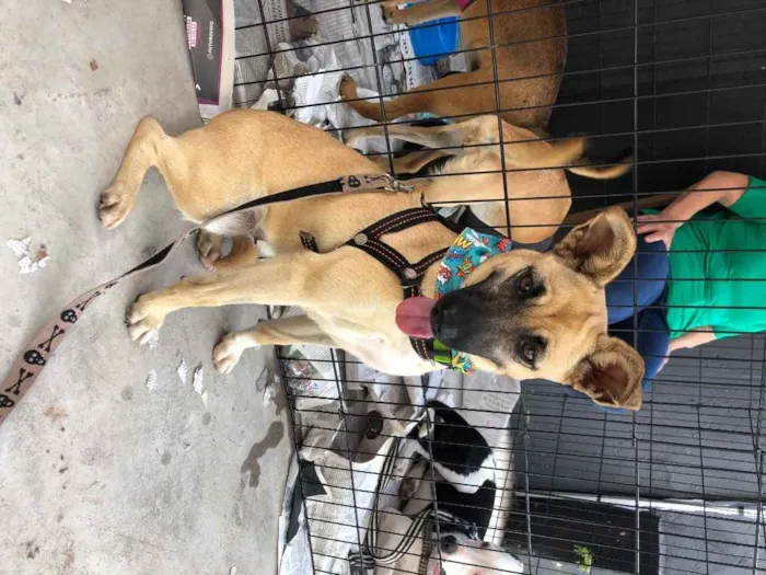 Cachorro raça SRD idade 2 anos nome Diana