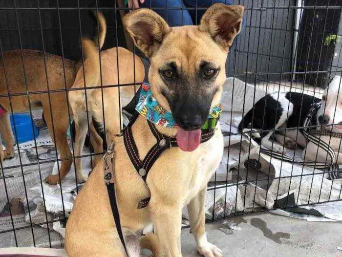 Cachorro raça SRD idade 2 anos nome Diana