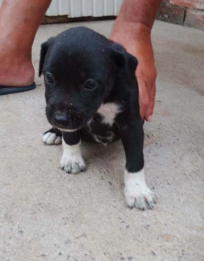 Cachorro ra a Vira lata idade Abaixo de 2 meses nome Sem nome