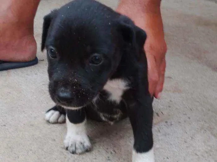 Cachorro ra a Vira lata idade Abaixo de 2 meses nome Sem nome