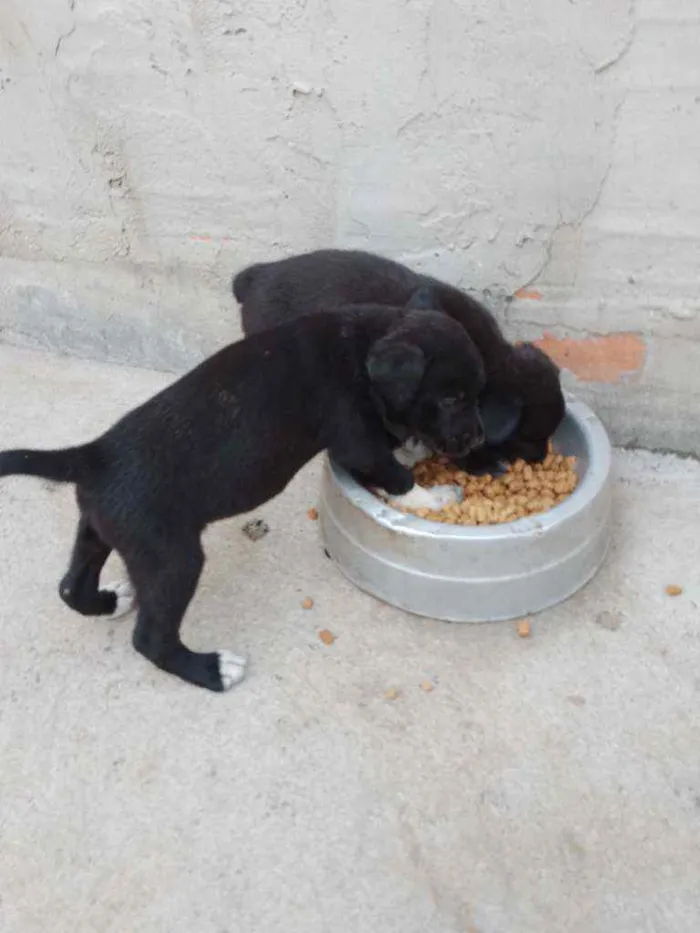 Cachorro ra a Vira lata idade Abaixo de 2 meses nome Sem nome