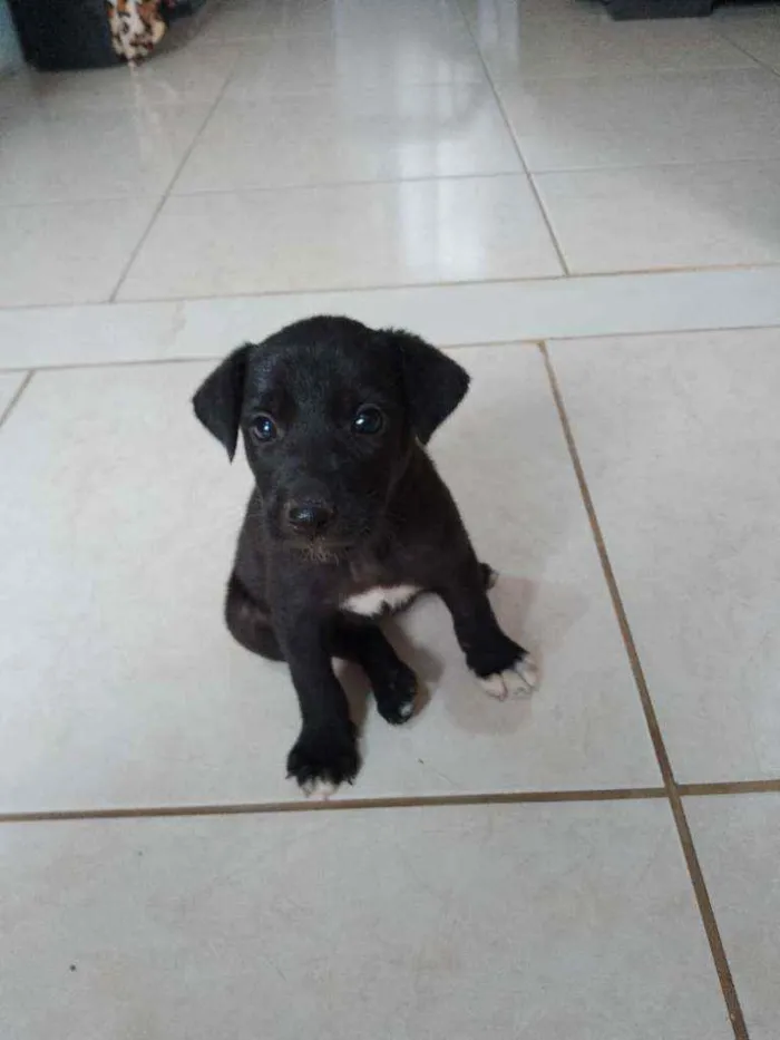 Cachorro ra a Vira lata idade Abaixo de 2 meses nome Sem nome