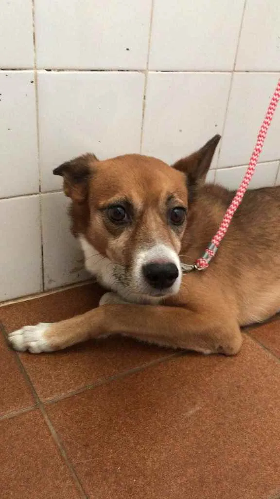 Cachorro ra a Vira lata  idade 5 anos nome Saymon