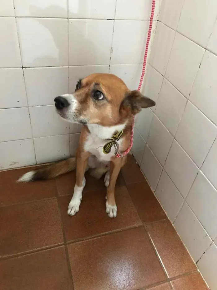 Cachorro ra a Vira lata  idade 5 anos nome Saymon