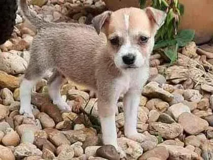 Cachorro ra a Vira-lata  idade Abaixo de 2 meses nome Pingo