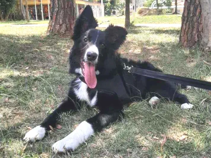 Cachorro ra a Border Collie  idade 7 a 11 meses nome Luke