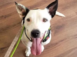 Cachorro raça SRD  idade 1 ano nome Brisa 