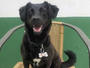 Cachorro raça SRD idade 2 anos nome Ameixa 